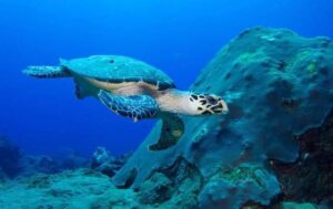turtle
